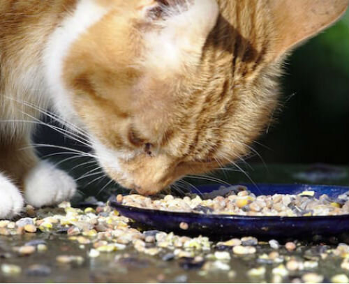 Почему кошка плохо ест и худеет | Лапа помощи | Дзен