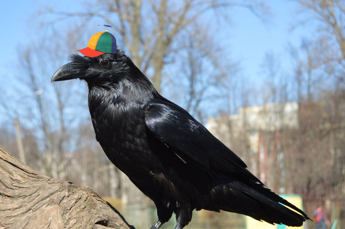 Вечная дитятя :)