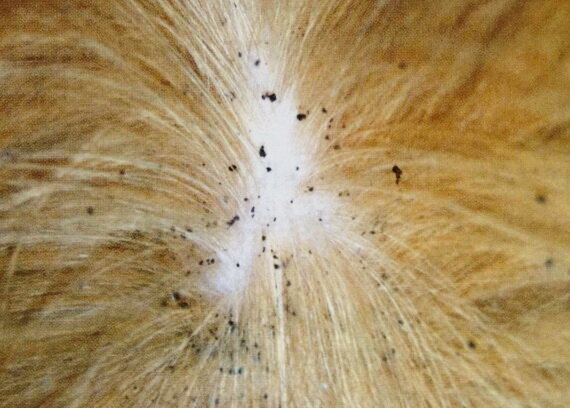 Экскременты блох в шерсти животного