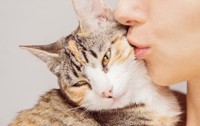 Котики целуются обои и картинки на рабочий стол скачать бесплатно на сайте витамин-п-байкальский.рф