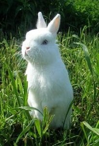 Польский кролик бывает чисто белый с красными или голубыми глазами, черным, шоколадным, голубым или даже с смешанной окраской. Ежедневная чистка шубки делает такого питомца достаточно проблематичным.