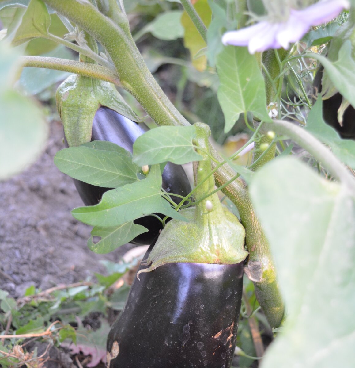 Сажаю только урожайные сорта баклажан