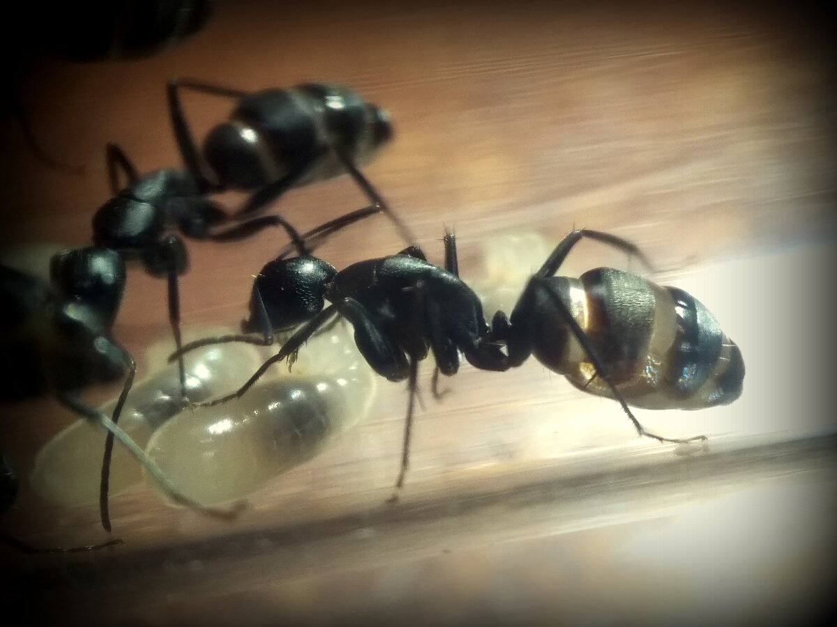 уход за личинками в формикарии (фото автора)