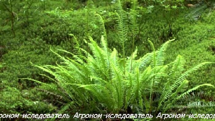 Рождественский папоротник (Polystichum acrostichoides)