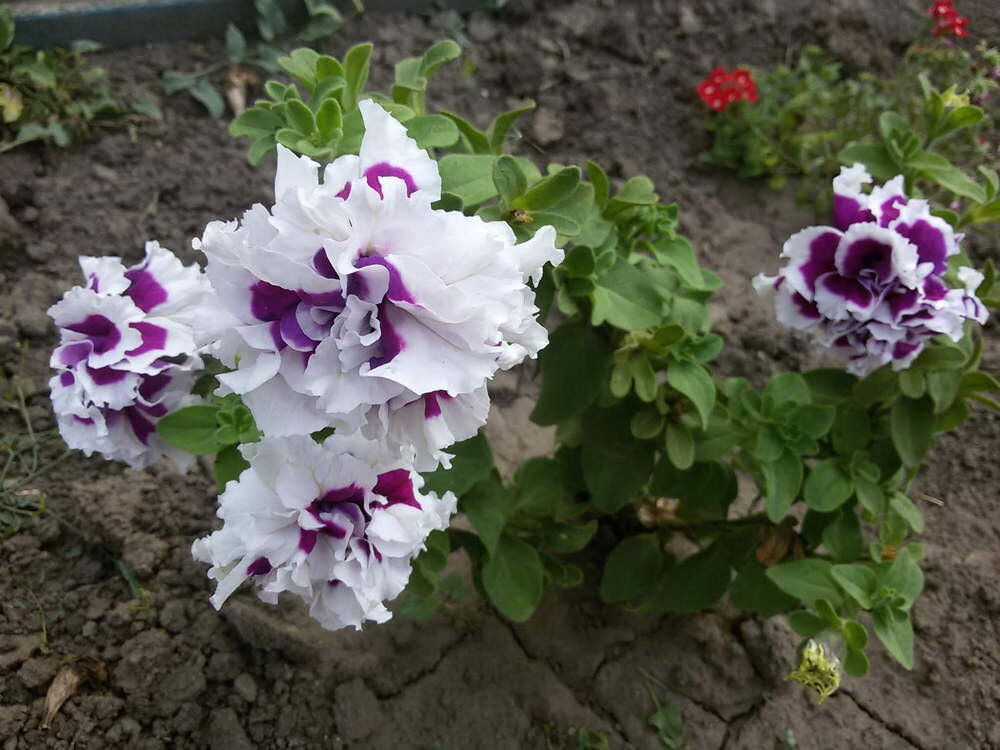 мои петуньи Авторское фото