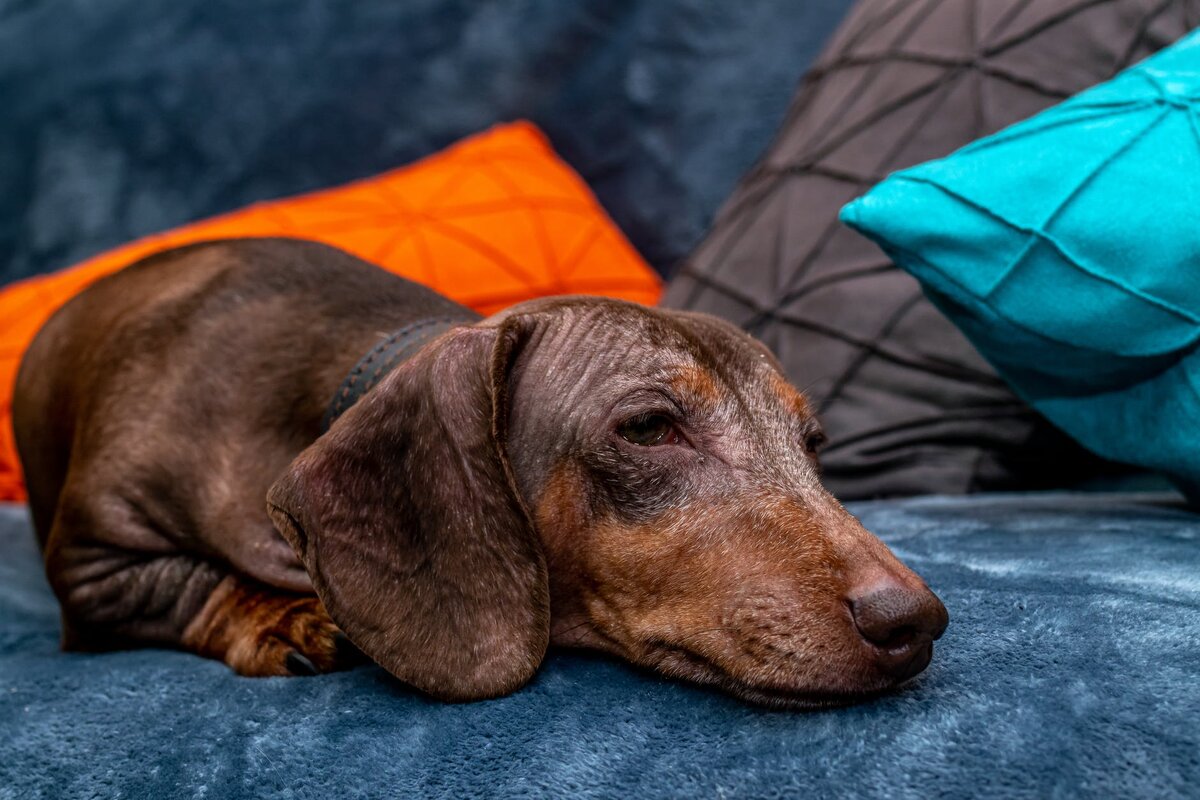 https://www.pexels.com/photo/close-up-brown-dachshund-laying-down-on-blue-couch-3085333/