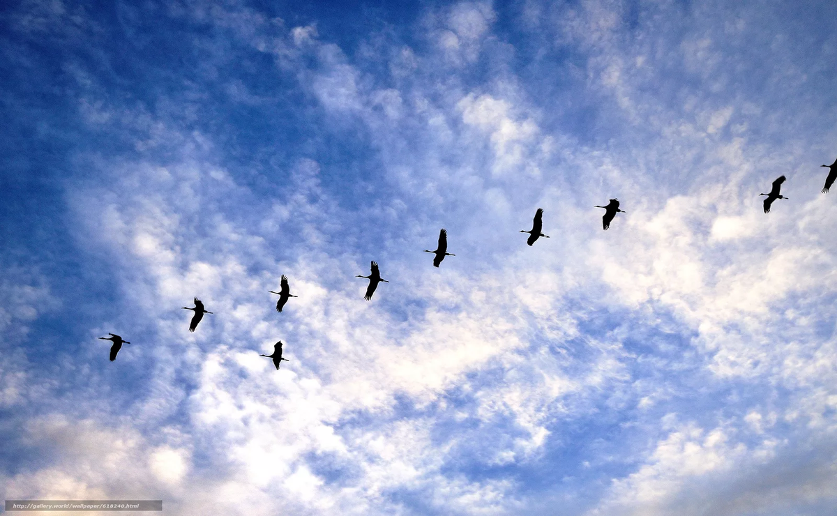 Белые птицы кружат над крышами слушать. Стая птиц. Журавль в небе. Птицы улетают. Птицы в небе.