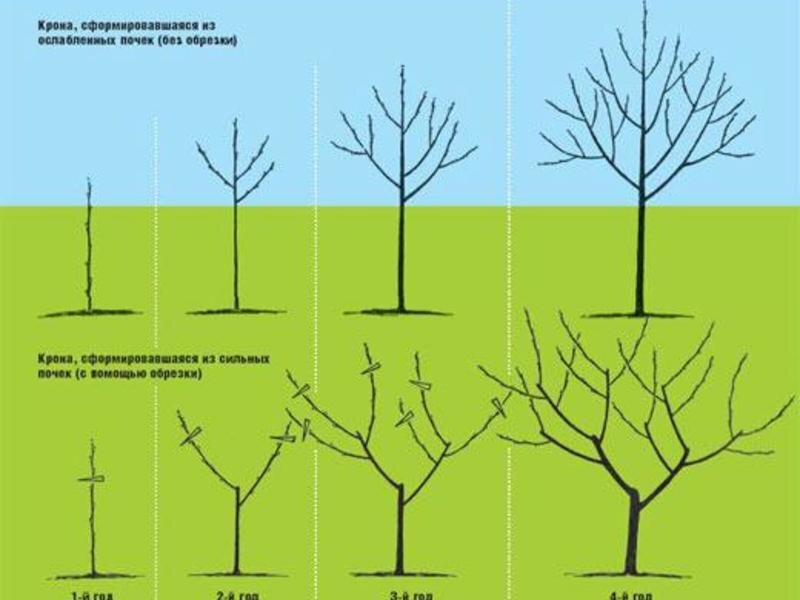 Какие фруктовые деревья стоит посадить в саду?