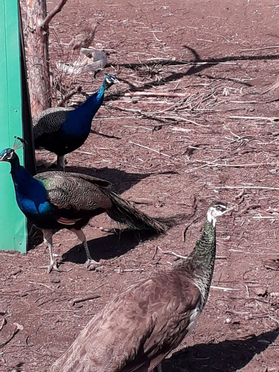 Павлуши наши .