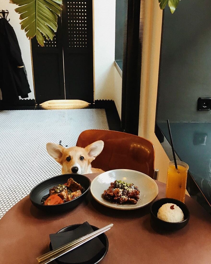 Собака в ресторане. Pet friendly restaurant. Животные в ресторане. Собака в ресторане. Собака рестораны спб.