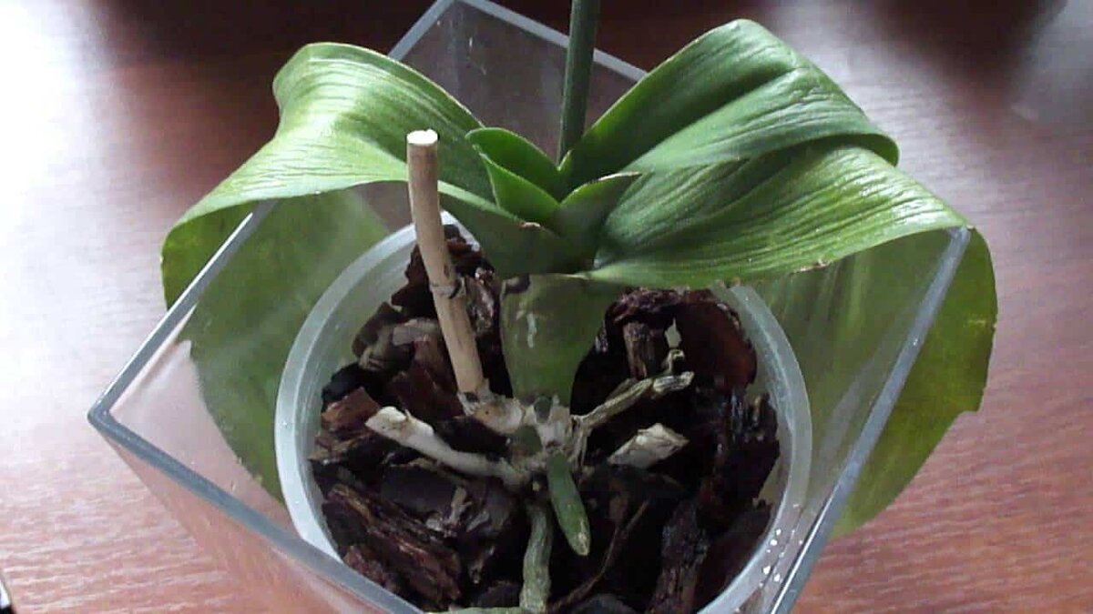 У вашей Орхидеи сморщились листья? Несколько простых рекомендаций решат проблему