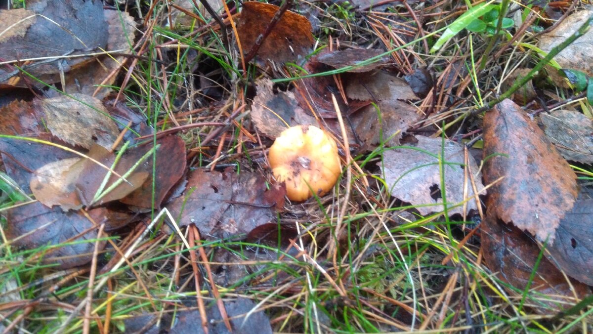 Лисичка в ноябре