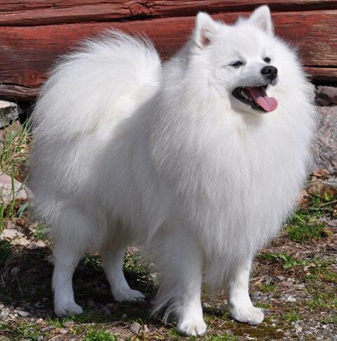 Американский шпиц