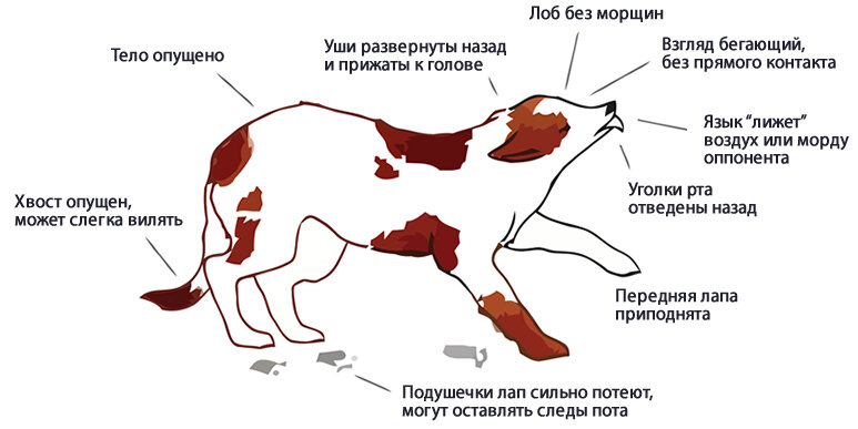 Команды на немецком языке для собак. Язык тела собаки. Язык собак в картинках. Язык тела собаки в картинках. Как понять собачий язык.