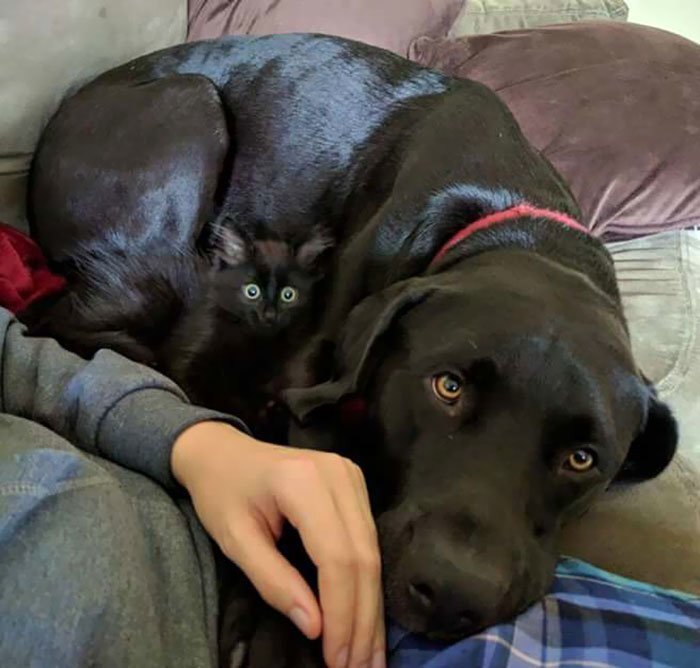 Фото с сайта https://boltai.com/topics/najdi-domashnee-zhivotnoe-na-foto-17-masterov-maskirovki/