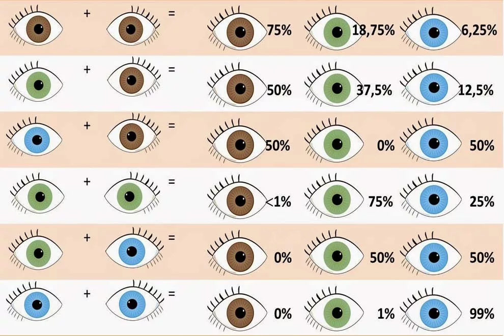 Таблица глаз ребенка. Вероятность цвета глаз. Цвет глаз родителей и детей. Смешение цвета глаз. Схема цвета глаз.