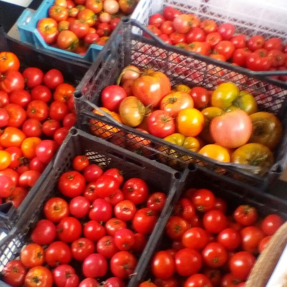 Мои томаты открытого грунта. Созрели на кусту