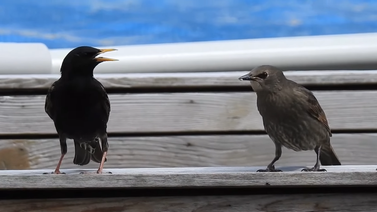 Тома скворец. Скворцы презентац. Говорящий скворец. Особенные птицы. Тома скворец.