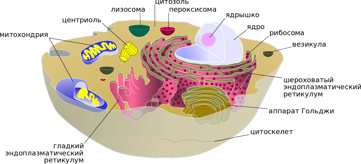 Клетки образующие. Органеллы, образующей внутреннюю среду клетки.. Название органеллы образующей внутреннюю среду клетки. Органелла переваривающая питательные вещества. Название органеллы, переваривающей питательные вещества..