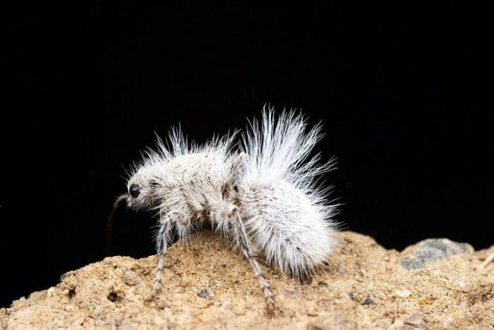 Даже у насекомых есть пафосная шуба, а у тебя нет.