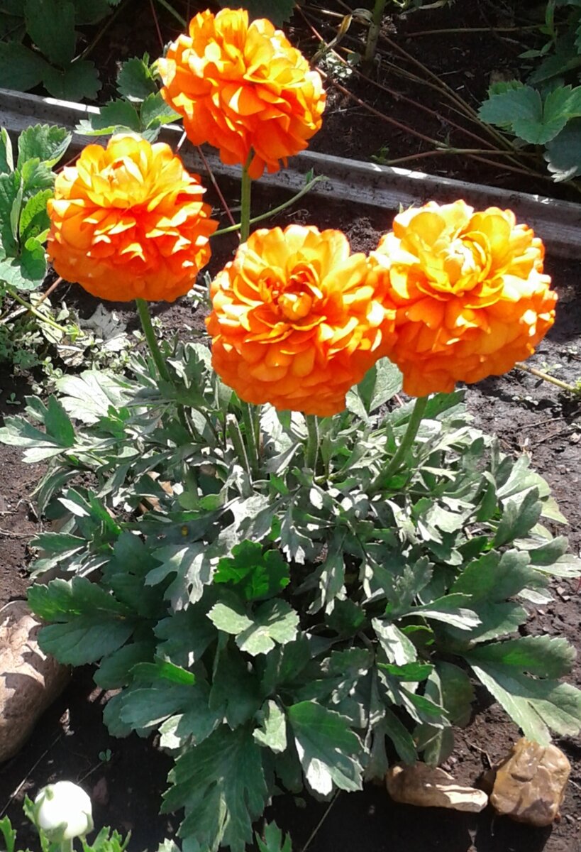 Ранункулюсы. Июль 2019 года