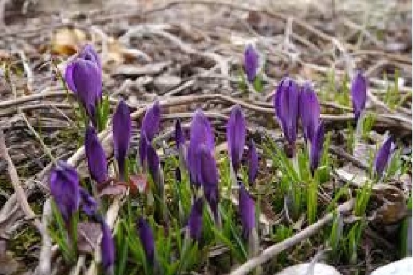 У нас почти такие же. Жаль, техника подвела. (Изображение с сайта pxhere.com)