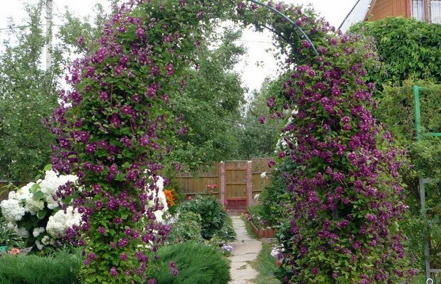 Клематис - красивые фото в саду, на даче, в ландшафтном дизайне