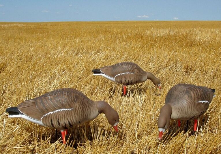 Гусиные чучела. Фото из Яндекс.Картинки