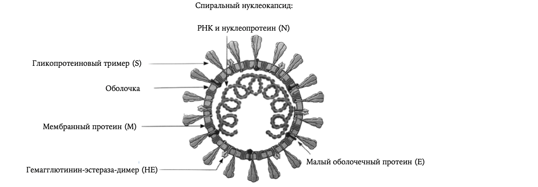 Рис 1. Строение коронавируса