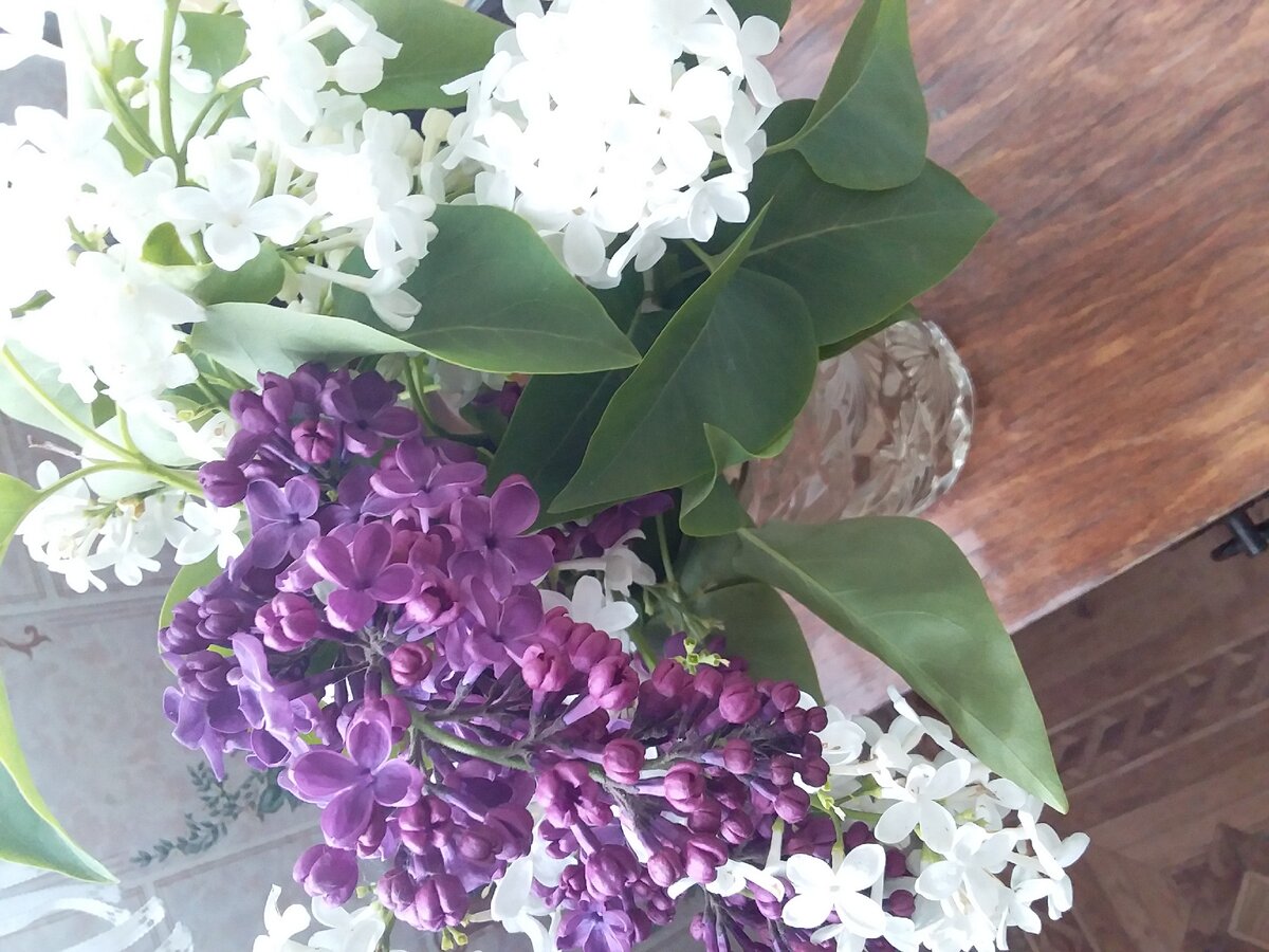 Сирень для бабушки 