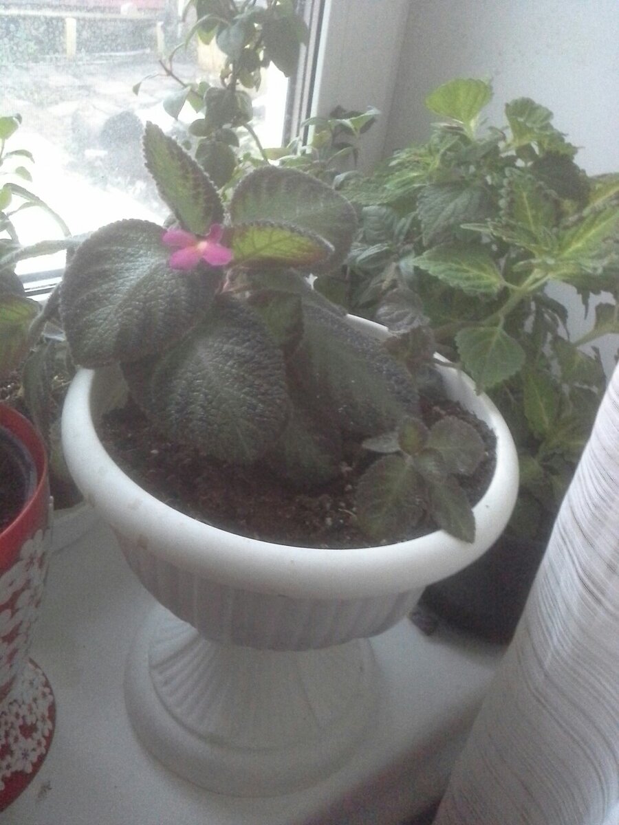 Фото  автора.