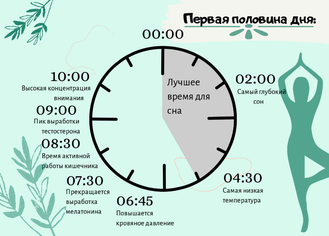 Сколько нужно время чтобы сесть. Циркадные биоритмы человека. Суточные биологические ритмы. Биологические часы организма. Суточные циклы человека.