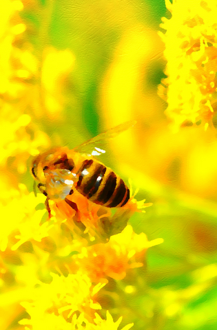 Что срочно делать при укусе пчелы, осы, шершня и сколько раз они могут напасть. 