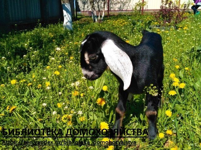 англо-нубийская порода коз