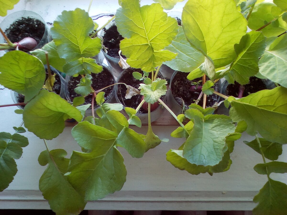 Редис на подоконнике