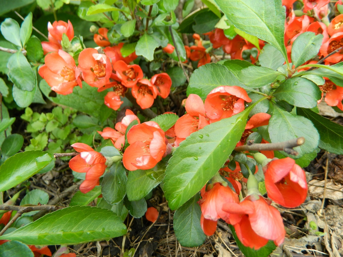 Цветет хеномелес