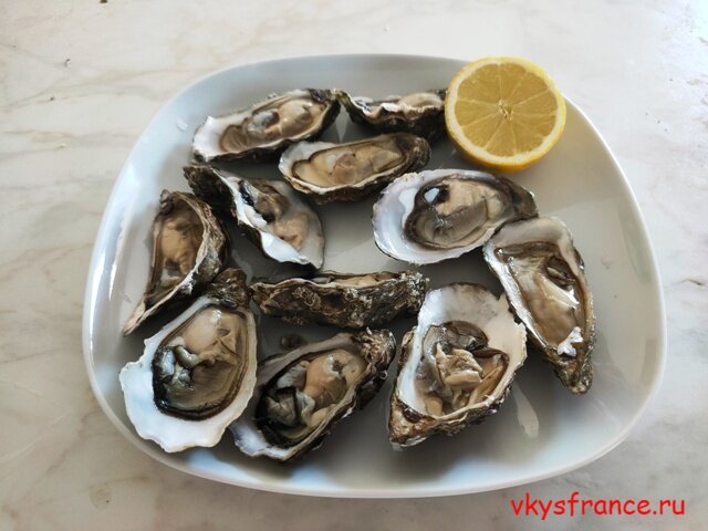 Устрицы
