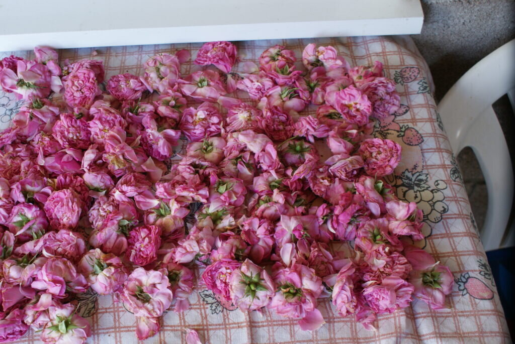 Бутоны чайной розы сушатся на веранде в Алупке.Крым.Июнь 2019