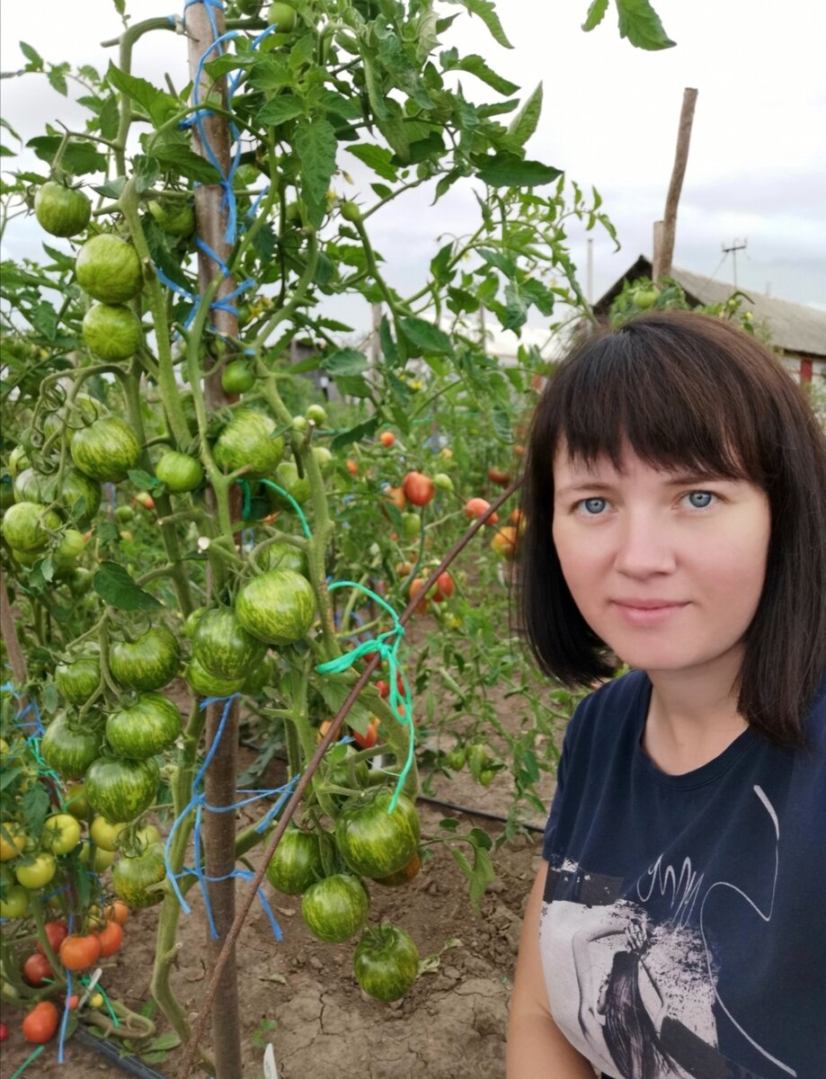 Огородник из рязани сорта томатов