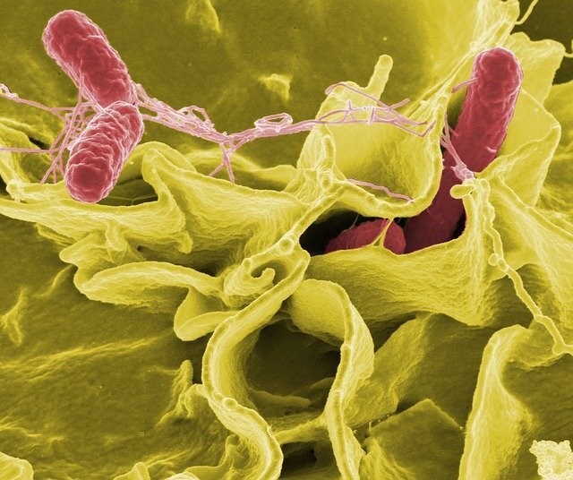 бактерия Salmonella