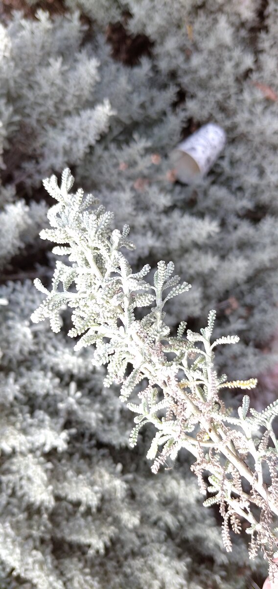 сантолина серебристая имеет очень интересный запах