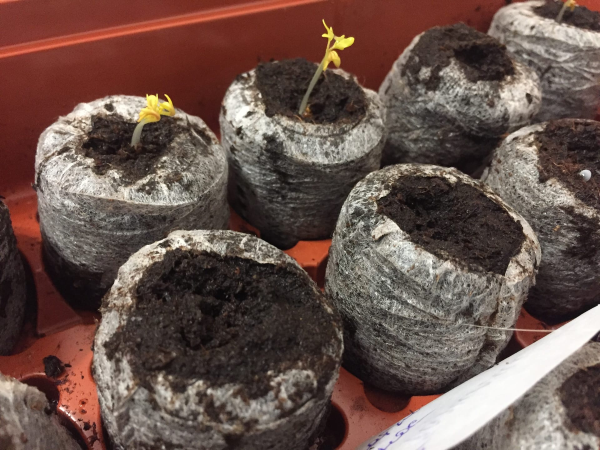 Кресс-салат в торфяных таблетках на 3-й день после посадки.