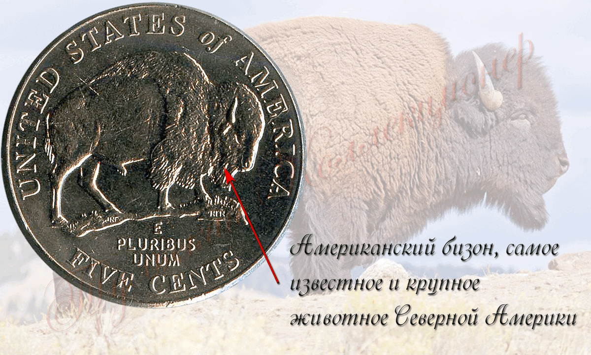 пять центов США 2005 г. реверс
