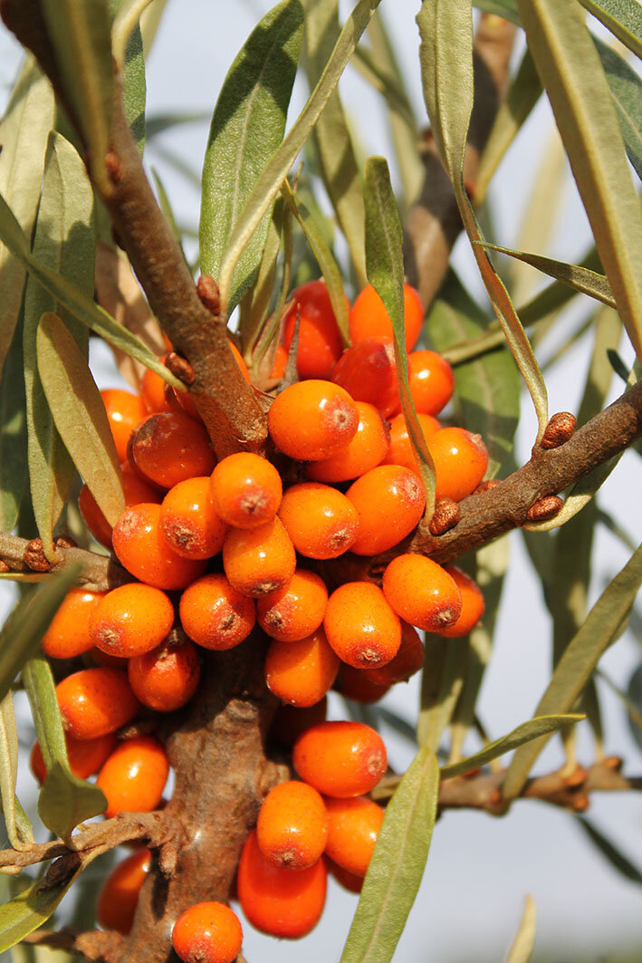 Чудо-витаминки