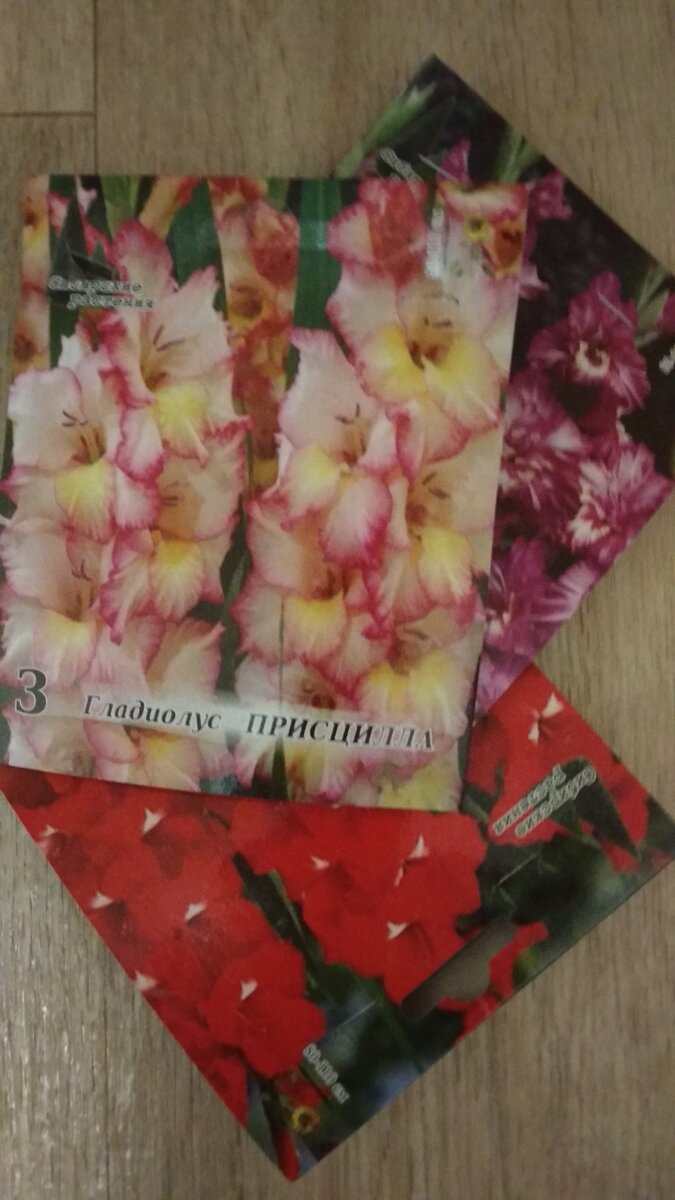 Фото гладиолусов из магазина Светофор
