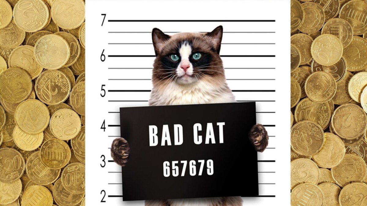 Если котенок родился с открытыми глазами значит. Как кот спит и к какой это погоде?. Наши котики. Наши котики. Наши котики.