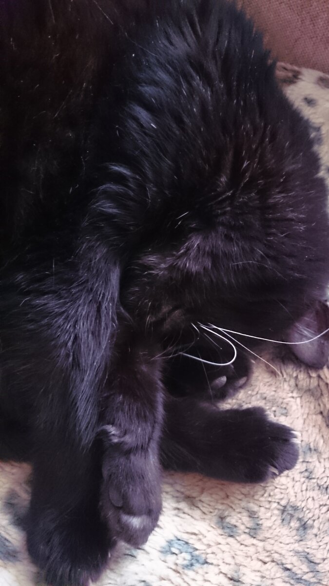 Мой котеечка