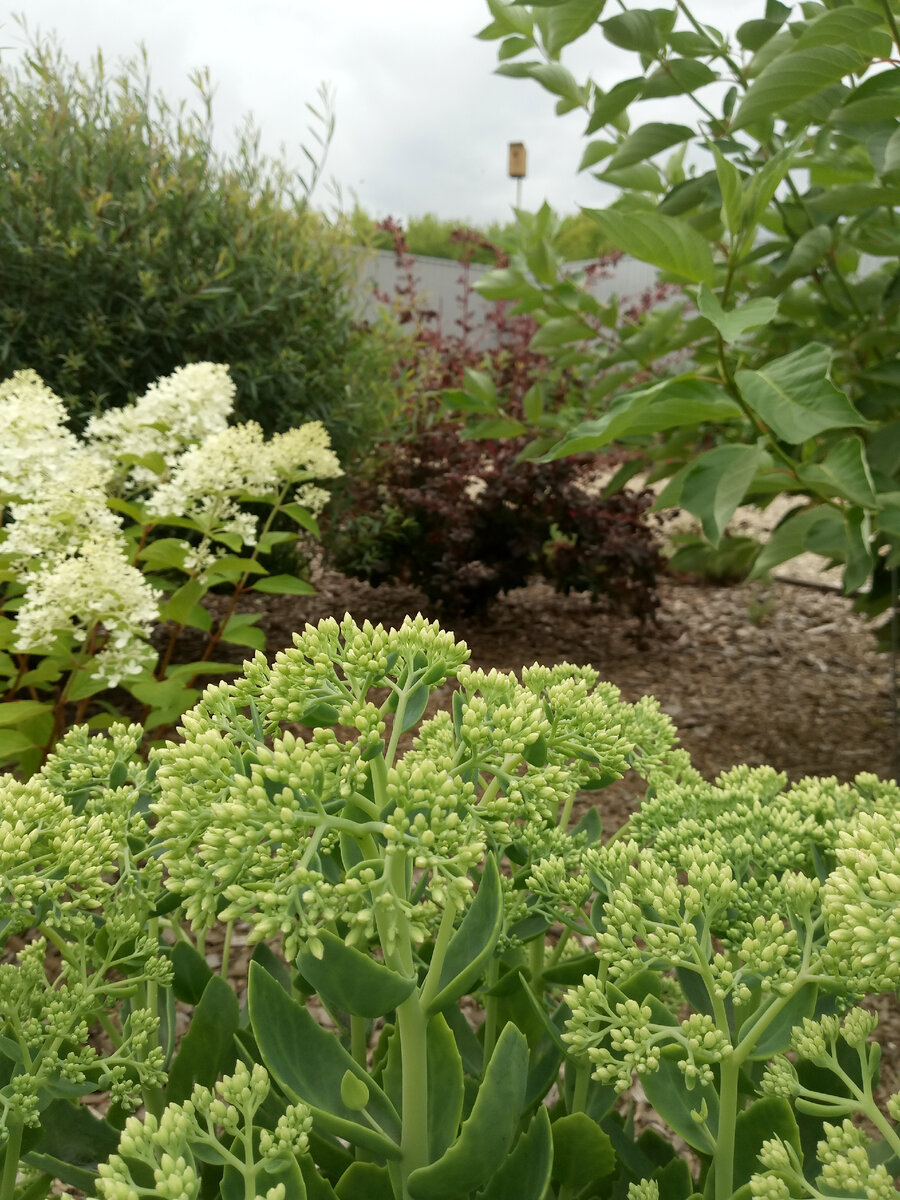 Седум видный в нашем саду