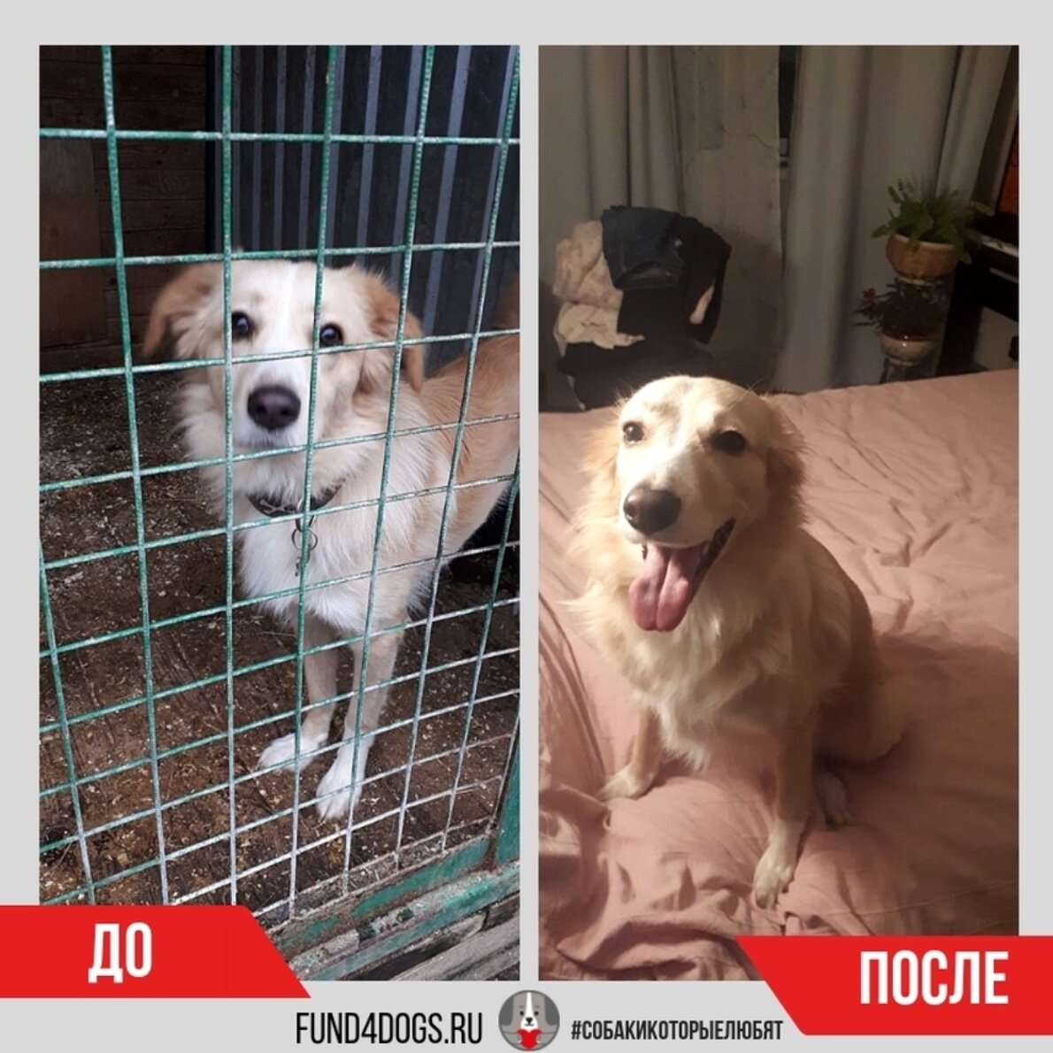 Ларс до и после того, как стал домашним