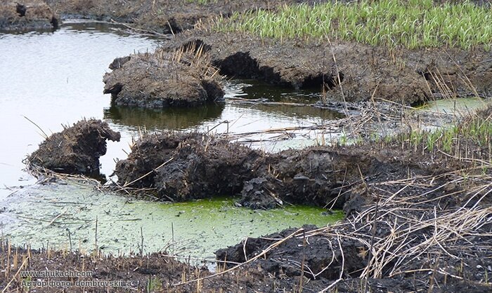 торф брянской области. торфяные болота чувашии. осушенное торфяное болото. торфяно-болотные пустоши. торфяное болото башкортостан.